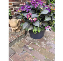 Hortensie mit violetten Blüten in einem Topf neben einer Elefantenstatue