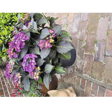 Hortensie mit violetten Blüten im Pflanztopf