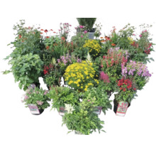 Verschiedene blühende Beetpflanzen in Töpfen