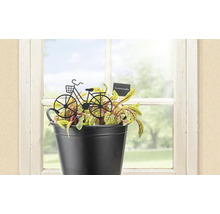 Sauerampfer in schwarzem Topf mit Fahrrad-Dekoration am Fenster