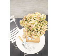 Hortensie in einem Topf auf einem Gartentisch mit Schaufel und Kieselsteinen