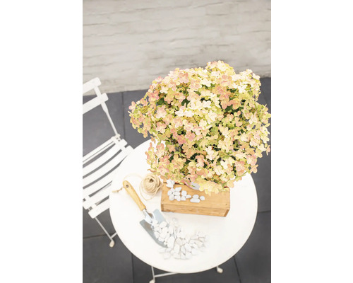 Hortensie in einem Topf auf einem Gartentisch mit Schaufel und Kieselsteinen