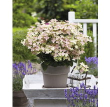 Rispenhortensie im Topf auf Tablett mit Lavendel im Garten