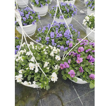 Hängekörbe mit blühenden Stiefmütterchen in verschiedenen Farben.