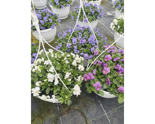 Hängekörbe mit blühenden Stiefmütterchen in verschiedenen Farben.