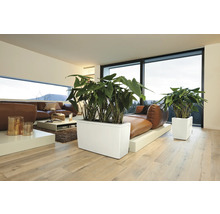 Wohnzimmer mit braunem Sofa, Couchtisch und Pflanzen in weißen Pflanzgefäßen.