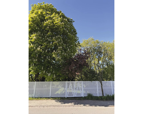 Weißer Zaun mit Pflanzenmuster vor Bäumen