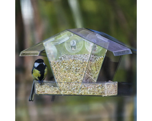 Vogel auf transparentem Vogelfutterhaus mit Saugnäpfen und Futter