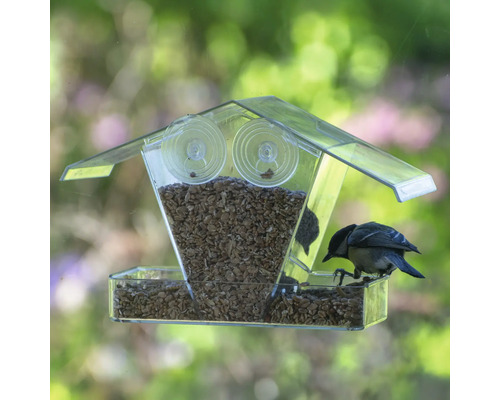 Transparente Vogeltränke mit Saugnäpfen zur Fensterbefestigung und einem kleinen Vogel, der frisst.