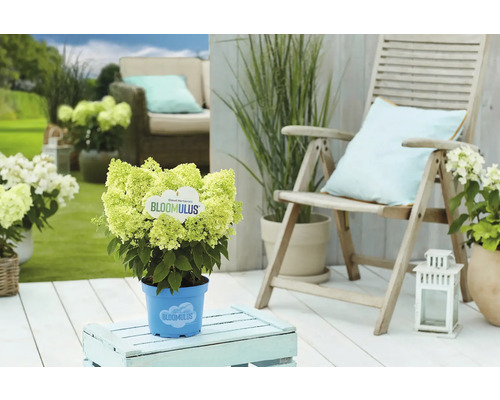 Gartenszene mit blühender Hortensie Bloomulus im Topf auf einem Gartentisch neben einem Gartenstuhl