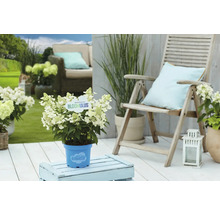 Szene mit Cloud Hortensie im Topf auf einer Terrasse mit Sitzgelegenheiten