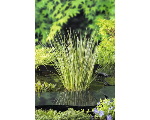 Acorus Calamus (Kalmus) – Winterharte, Heimische Teichpflanze Im 9x9 Cm Topf, Klärpflanze Für Den Gartenteich