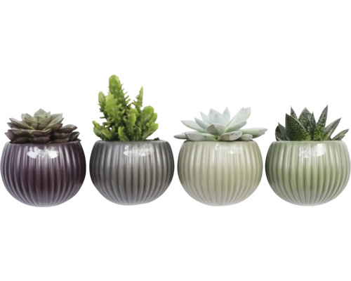 Vier Sukkulenten in dekorativen Töpfen