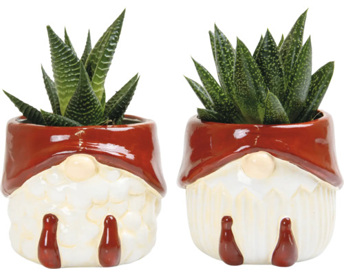 Zwei Sukkulenten in Zwerg Blumentöpfen