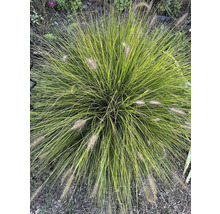 Ziergras mit filigranen Halmen und dekorativen Blütenständen im Garten.