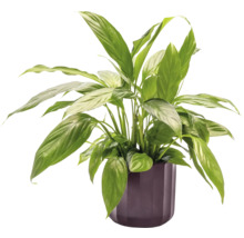 Einblatt Pflanze in einem Topf