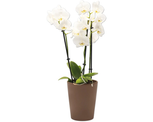 Weiße Orchidee im Topf