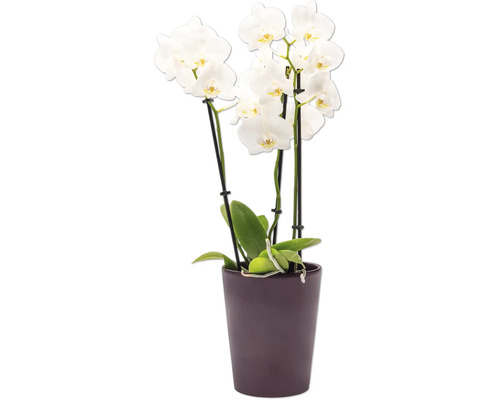 Orchidee im Topf