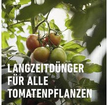Tomatenpflanze mit reifenden Tomaten, geeignet für Langzeitdünger