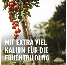 Tomatenpflanze mit reifen und unreifen Tomaten an einem Bambusstab, Text: Mit extra viel Kalium für die Fruchtbildung