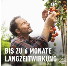 Mann erntet Tomatenpflanze mit dem Hinweis bis zu 6 Monate Langzeitwirkung