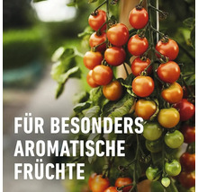 Strauch mit reifen und unreifen Tomaten