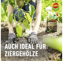 Eine Person pflanzt eine Pflanze mit organischer Hornspäne von Compo im Garten.