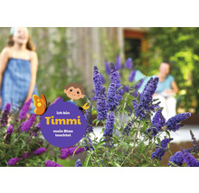 Schmetterlingsflieder im Garten mit Kind im Hintergrund