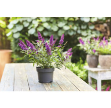 Schmetterlingsflieder im Topf auf einem Holztisch im Garten