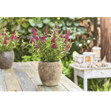 Schmetterlingsflieder in einem Pflanzgefäß auf einem Gartentisch