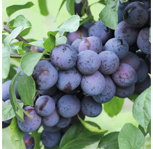 Pflaumenbaum mit reifen Früchten und grünen Blättern