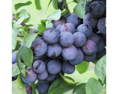 Pflaumenbaum mit reifen Früchten und grünen Blättern
