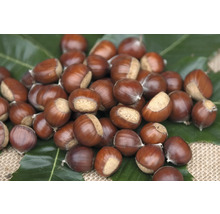 Eine Gruppe von Esskastanien auf einem Blatt