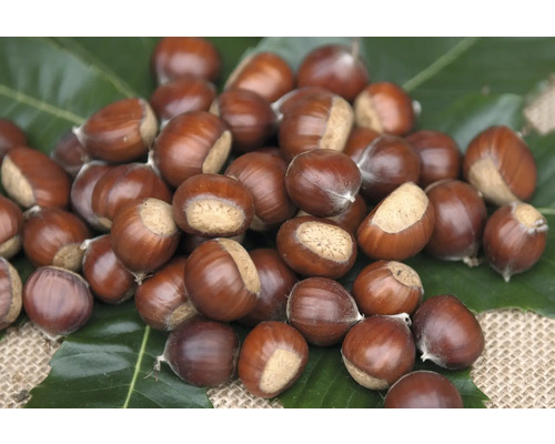 Eine Gruppe von Esskastanien auf einem Blatt