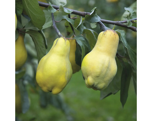 Quitten am Baum
