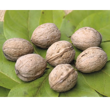 Mehrere Walnüsse auf einem grünen Blatt