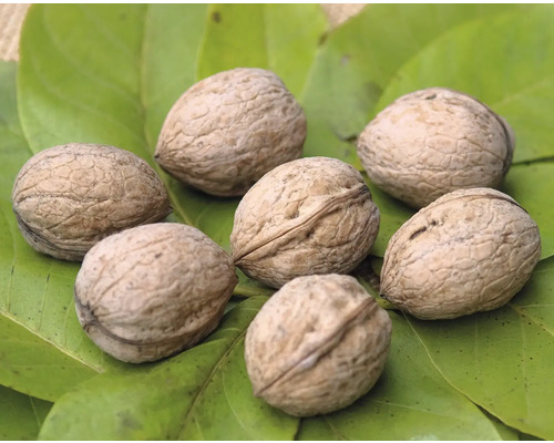 Mehrere Walnüsse auf einem grünen Blatt