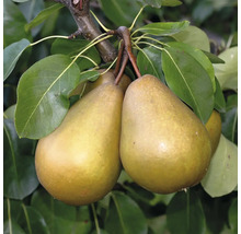 Zwei reife Birnen hängen an einem Zweig mit Blättern