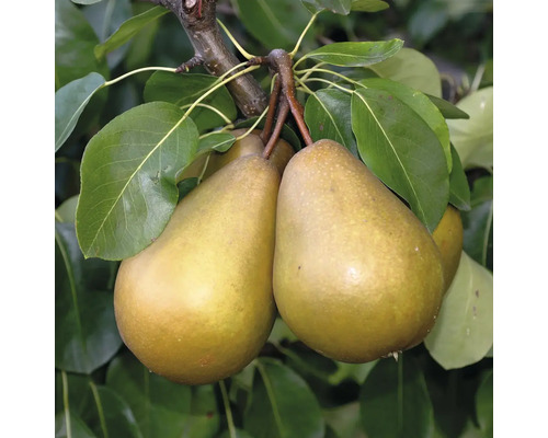 Zwei reife Birnen hängen an einem Zweig mit Blättern
