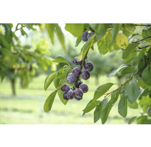 Pflaumen am Zweig mit Blättern