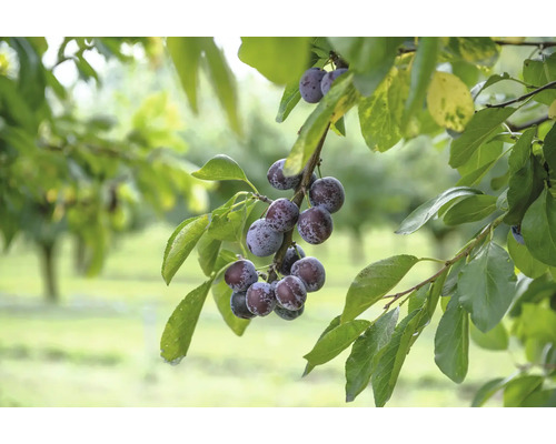 Pflaumen am Zweig mit Blättern