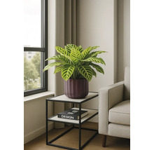 Zimmerpflanze in einem Topf auf einem Beistelltisch in einem hellen Raum.