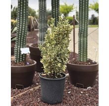 Immergrüner Spindelstrauch im Topf