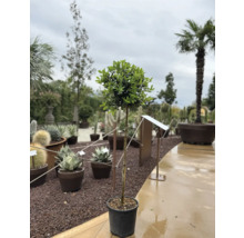 Lorbeerbaum im Topf für den Außenbereich