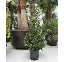 Im Topf stehender kegelförmiger Ilex