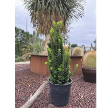 Im Topf gezogener Buchsbaum