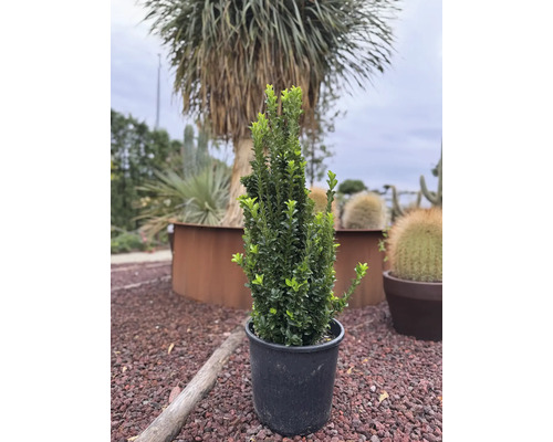 Im Topf gezogener Buchsbaum