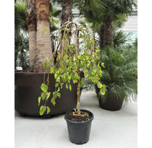 Hänge-Birke im Topf