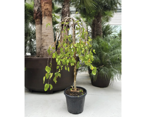 Hänge-Birke im Topf