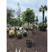 Kugelbaum im Topf auf Kiesboden